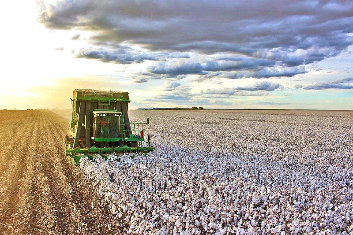 Soluções de alto desempenho para o algodão são destaques no Cotton Day