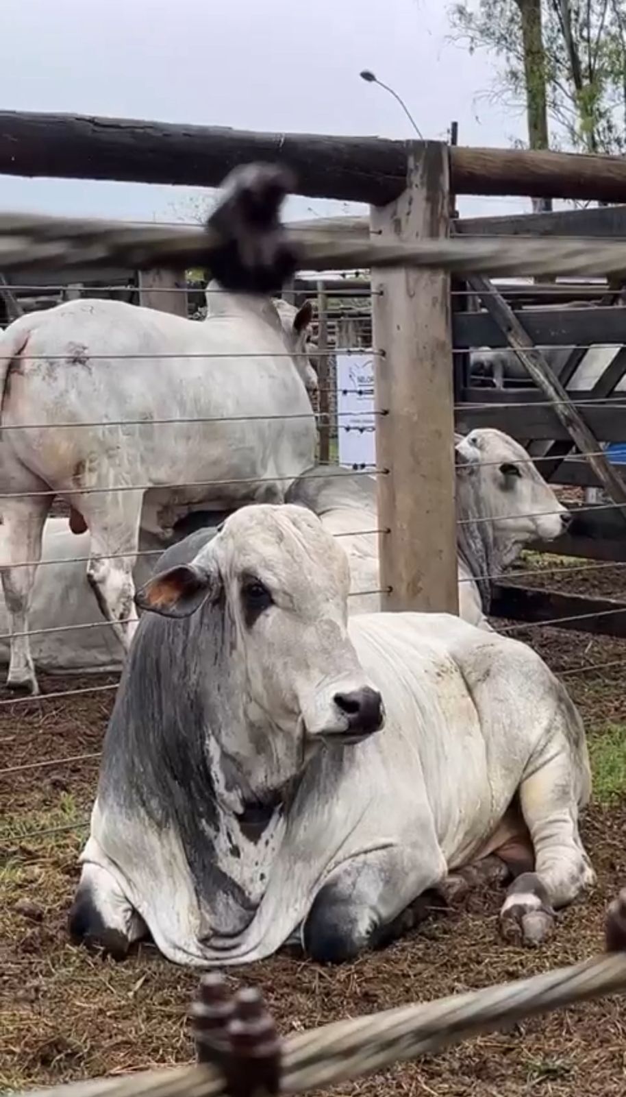 Leilões durante a Feicorte movimentam negócios, tradição e solidariedade no agro
