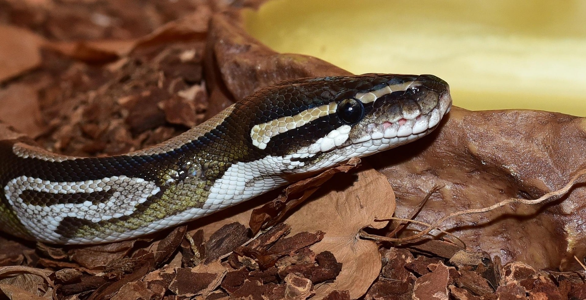 Novo aliado contra a obesidade: molécula presente em cobra pode ajudar no combate ao excesso de peso