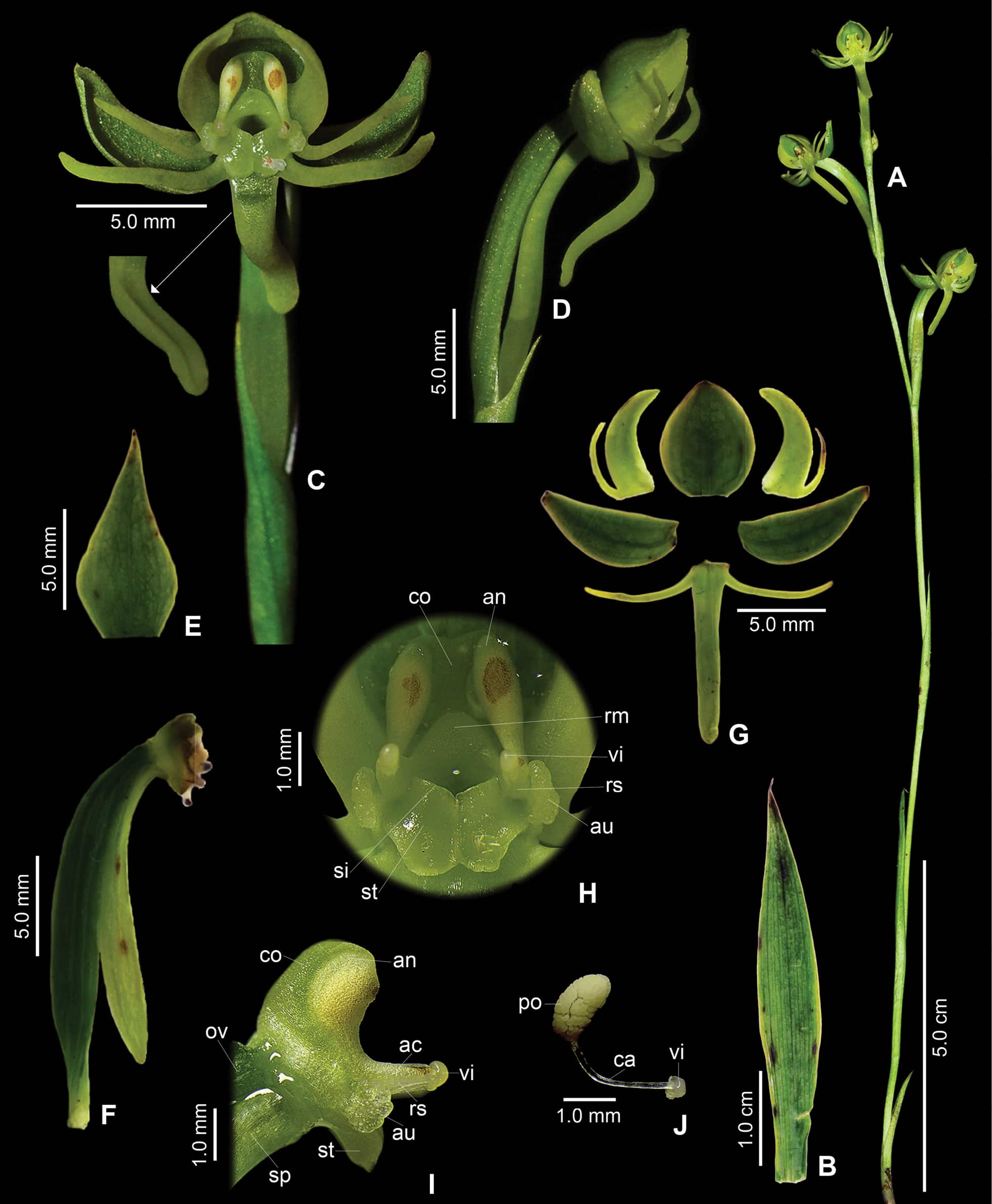 Nova espécie de flor descoberta no Brasil é exclusiva de Minas Gerais e possui apenas 12 exemplares conhecidos