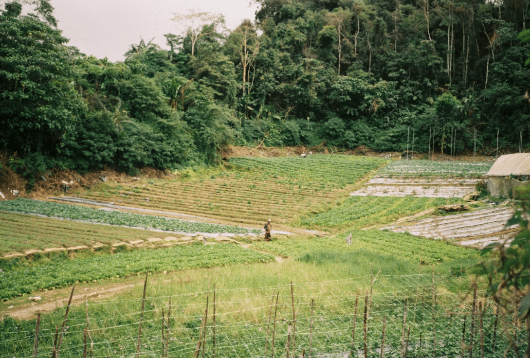 Monoculturas agrícolas no Brasil: o preço alto do lucro