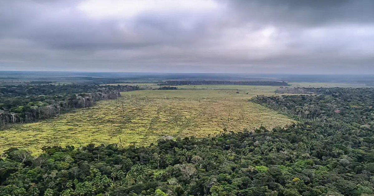 Brasil reduz perdas florestais em 42% e impacto resultado mundial, aponta estudo