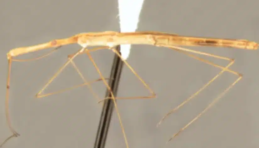 Descoberta uma nova espécie de percevejo, com menos de 3 cm, na vasta floresta da Mata Atlântica brasileira