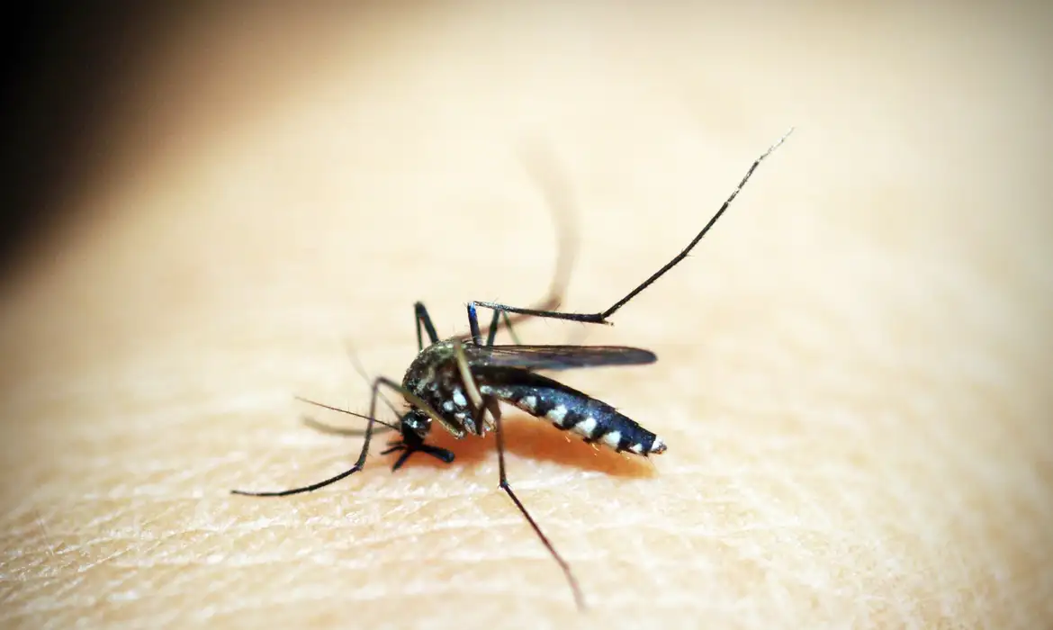 Anvisa aprova produção local de vacina contra chikungunya para expandir imunização