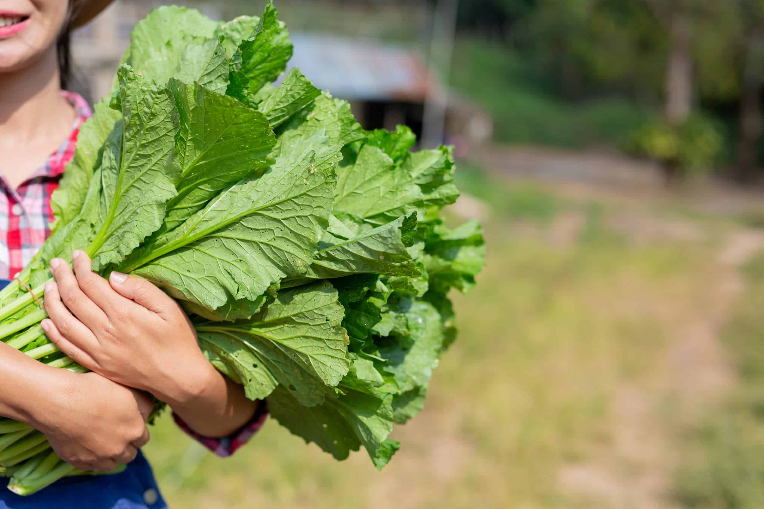 Cultivando couve: dicas para plantar uma das verduras favoritas do Brasil com folhas robustas e saudáveis