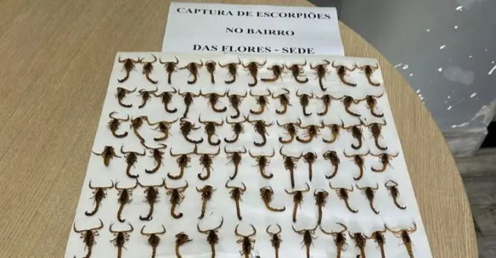 Prefeitura acende sinal vermelho após apreensão de centenas de escorpiões