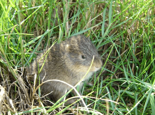Ilha brasileira abriga uma espécie extraordinária e pouco conhecida, um dos animais mais raros do planeta.