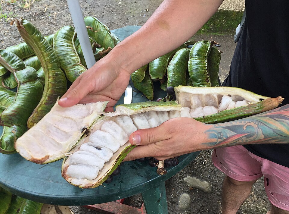 A curiosa fruta da Amazônia que lembra algodão-doce e impressiona com suas propriedades saudáveis
