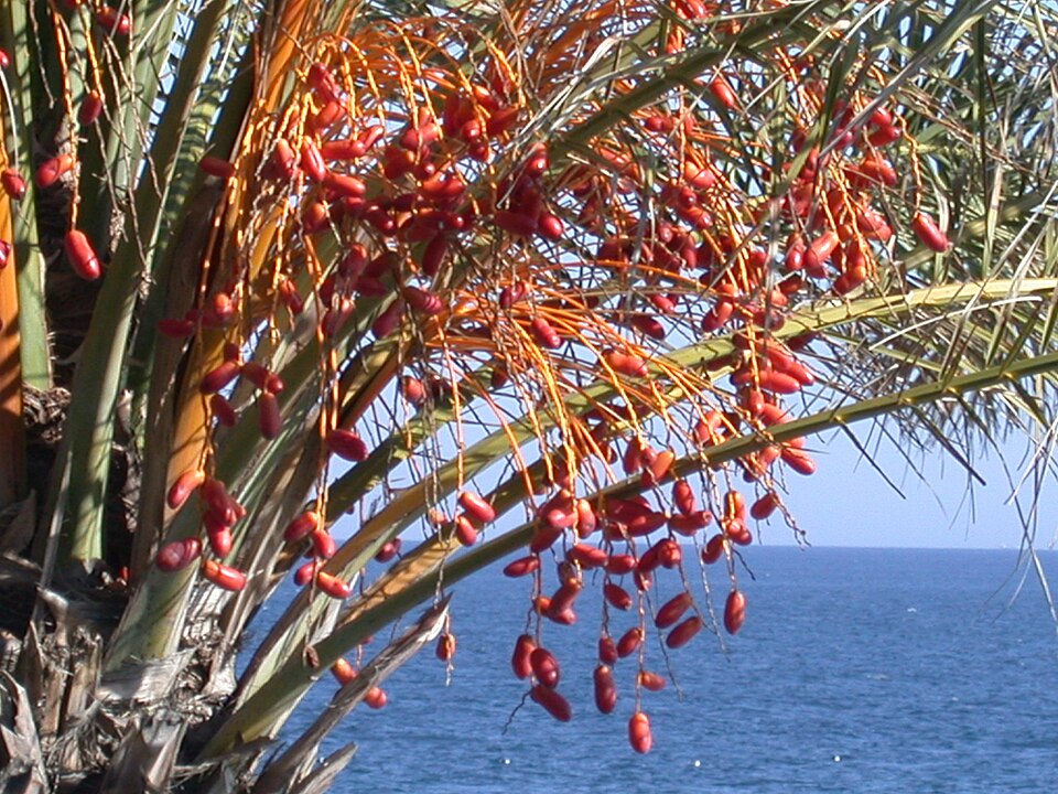 Brasil se prepara para exportar fruta tradicional do Oriente Médio