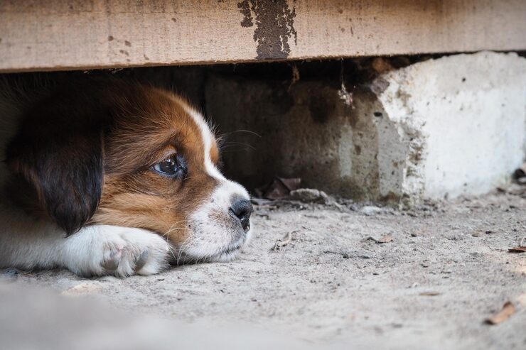 Cerca de 30 milhões de pets são deixados para trás; abandono cresce durante as férias de julho no Brasil