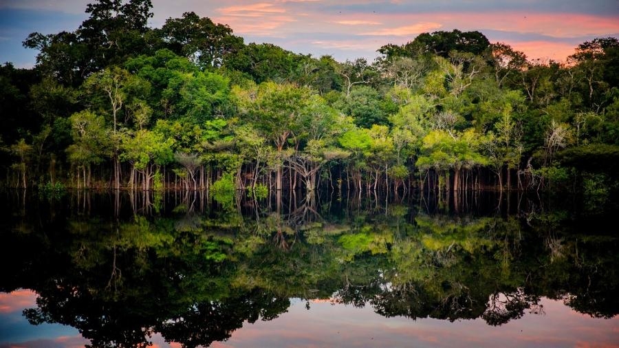 Descoberta uma nova espécie de rã na Amazônia, revelada pelo canto e análise genética