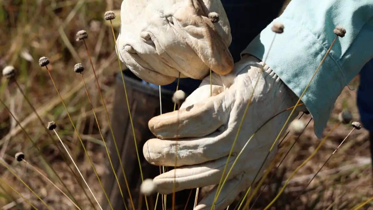 Após três décadas sem avistamentos, cientistas reencontram espécies possivelmente extintas em Minas Gerais