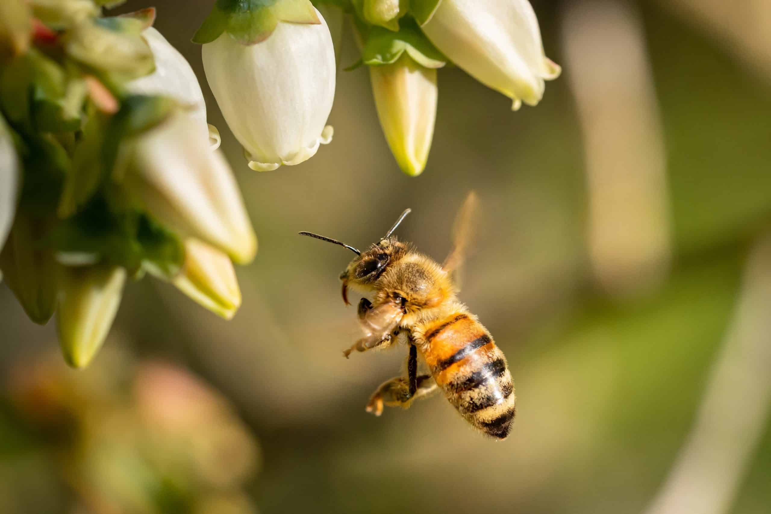 Conflito entre agricultura e fauna: a ameaça que compromete a produção agrícola