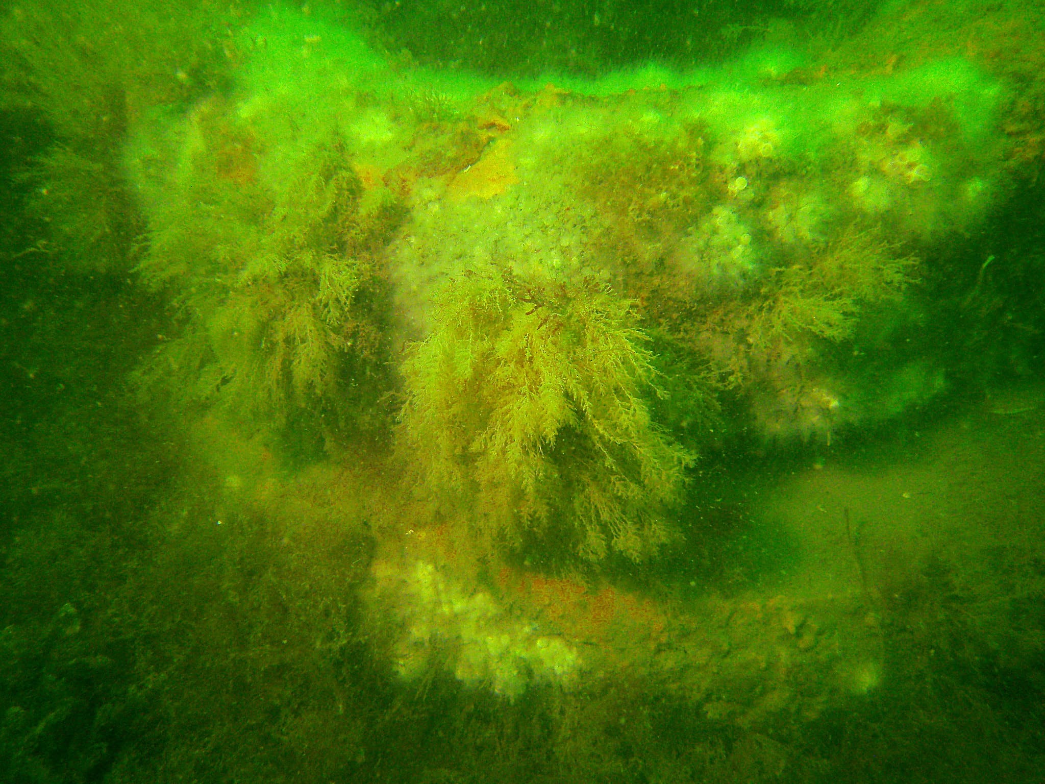 No ano de 1978, pneus com concreto foram parar no oceano, mas não por engano: era um projeto que, 50 anos depois, mudaria a vida do oceano