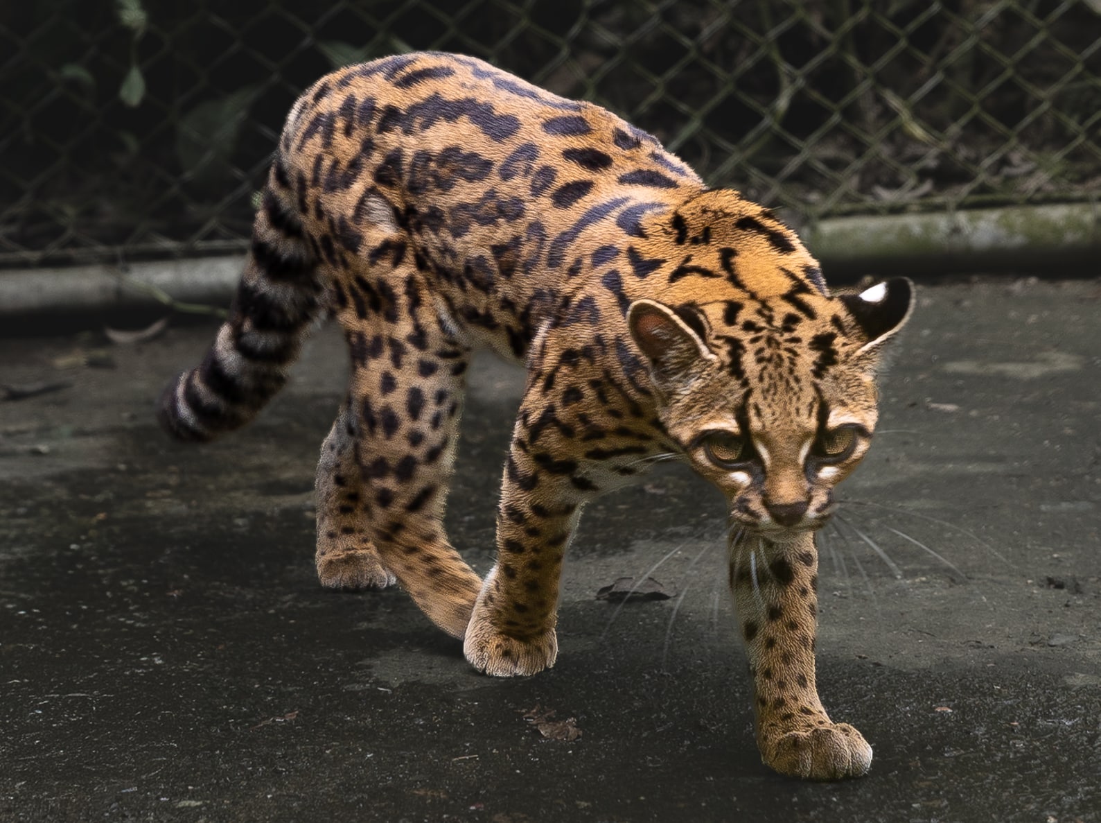 Cientista do Brasil desvela uma nova espécie de felino nas florestas bolivianas