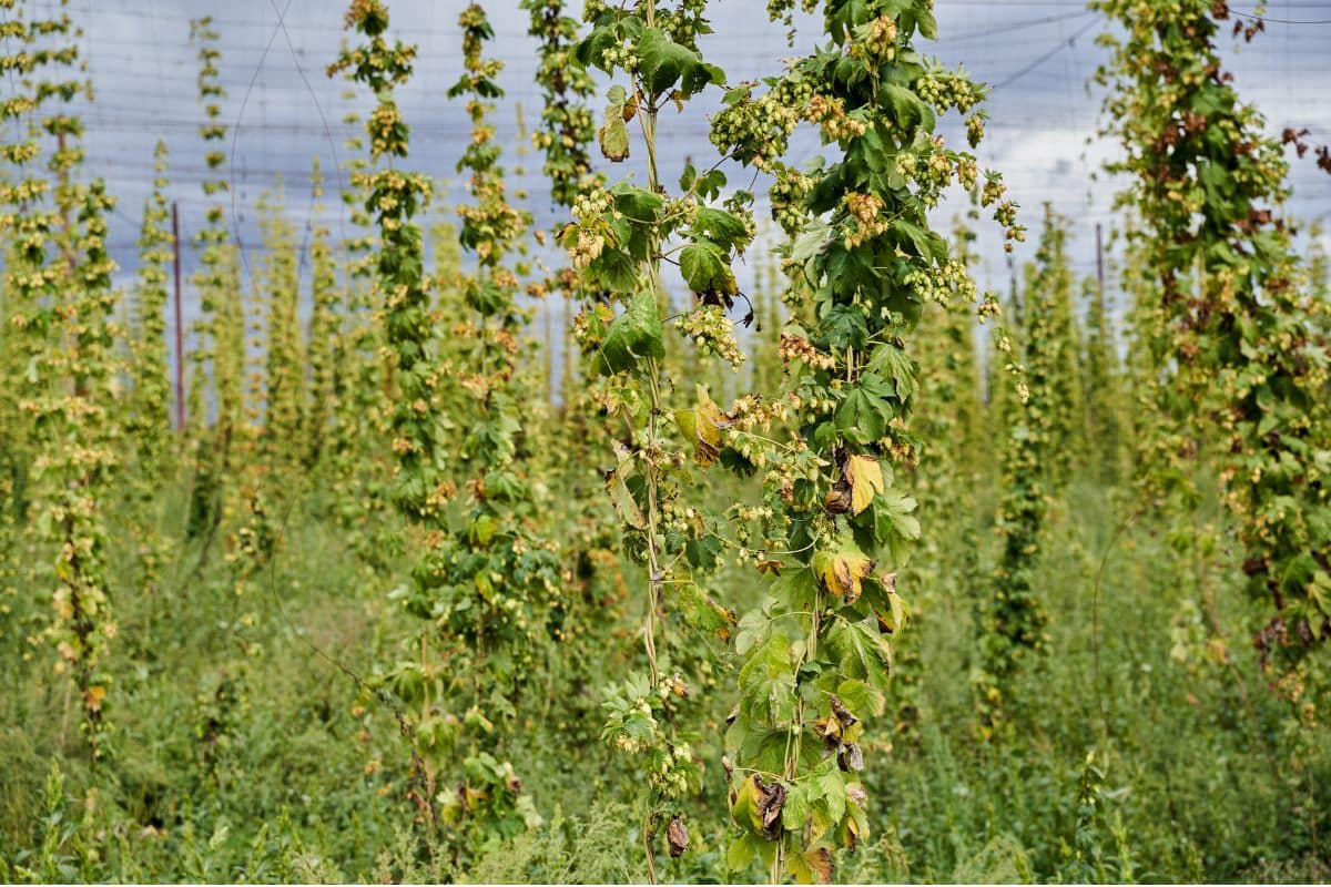 Interior paulista abriga o maior viveiro de lúpulos do Brasil, se destacando no cenário cervejeiro nacional