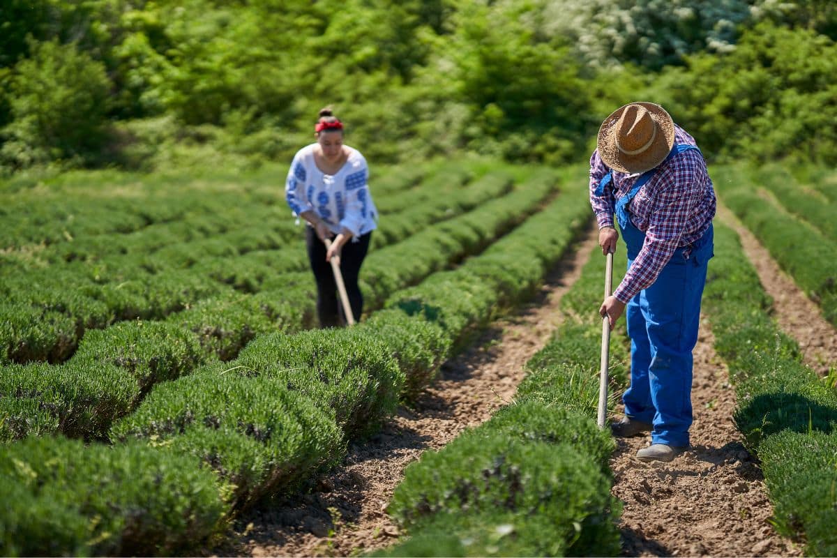 Programa federal apoia 140 mil agricultores familiares de 2023 a 2026